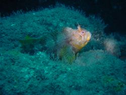 Goby on the submarine M2, UK. Taken 17/07/05 with a Sony ... by Hajo Roozendaal 